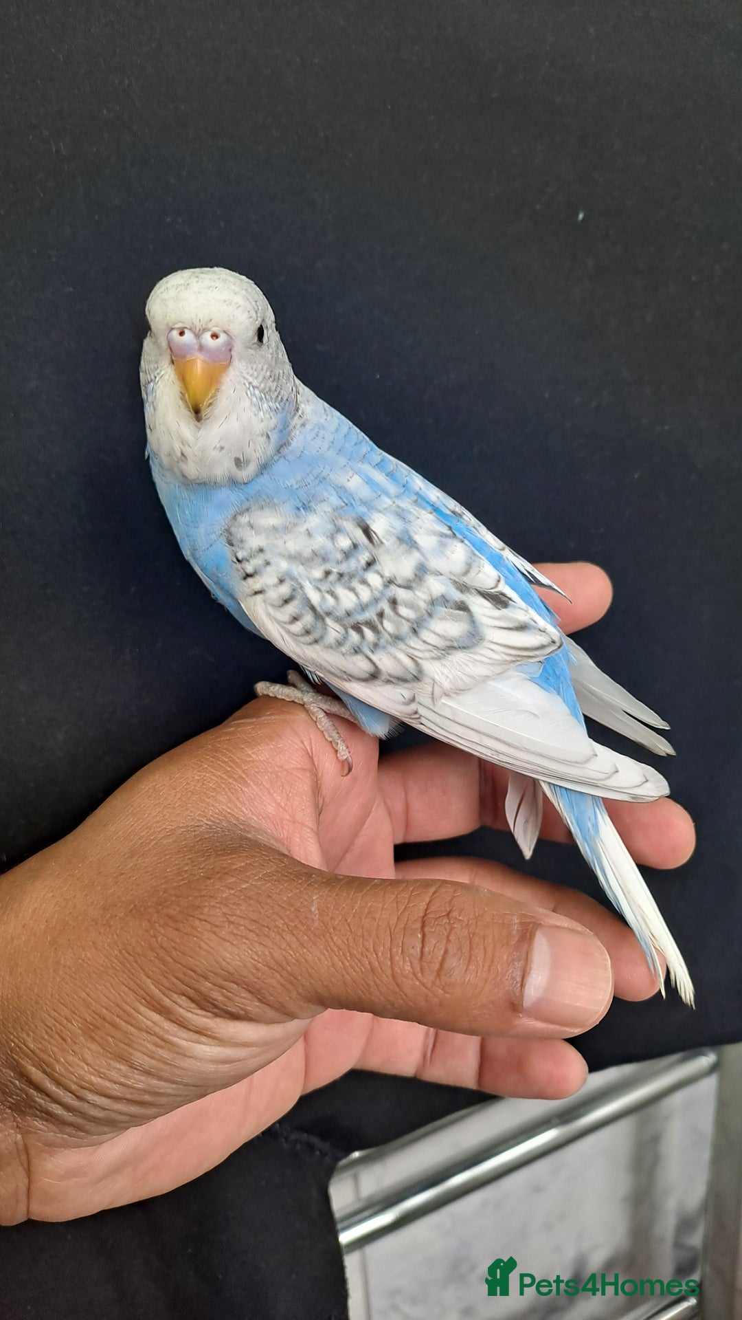 Budgerigars birds for sale: Silly hand tamed baby budgies for sale  - Image 7