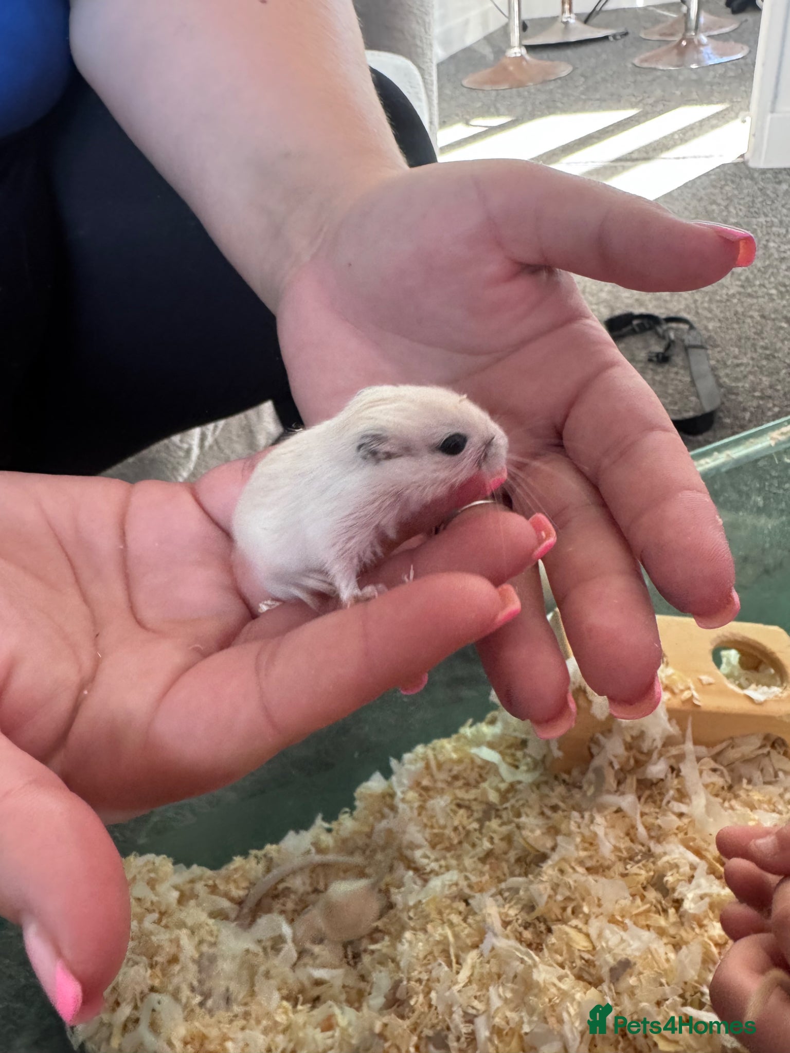 Gerbil rodents for sale: Gerbils for sale  - Advert 3