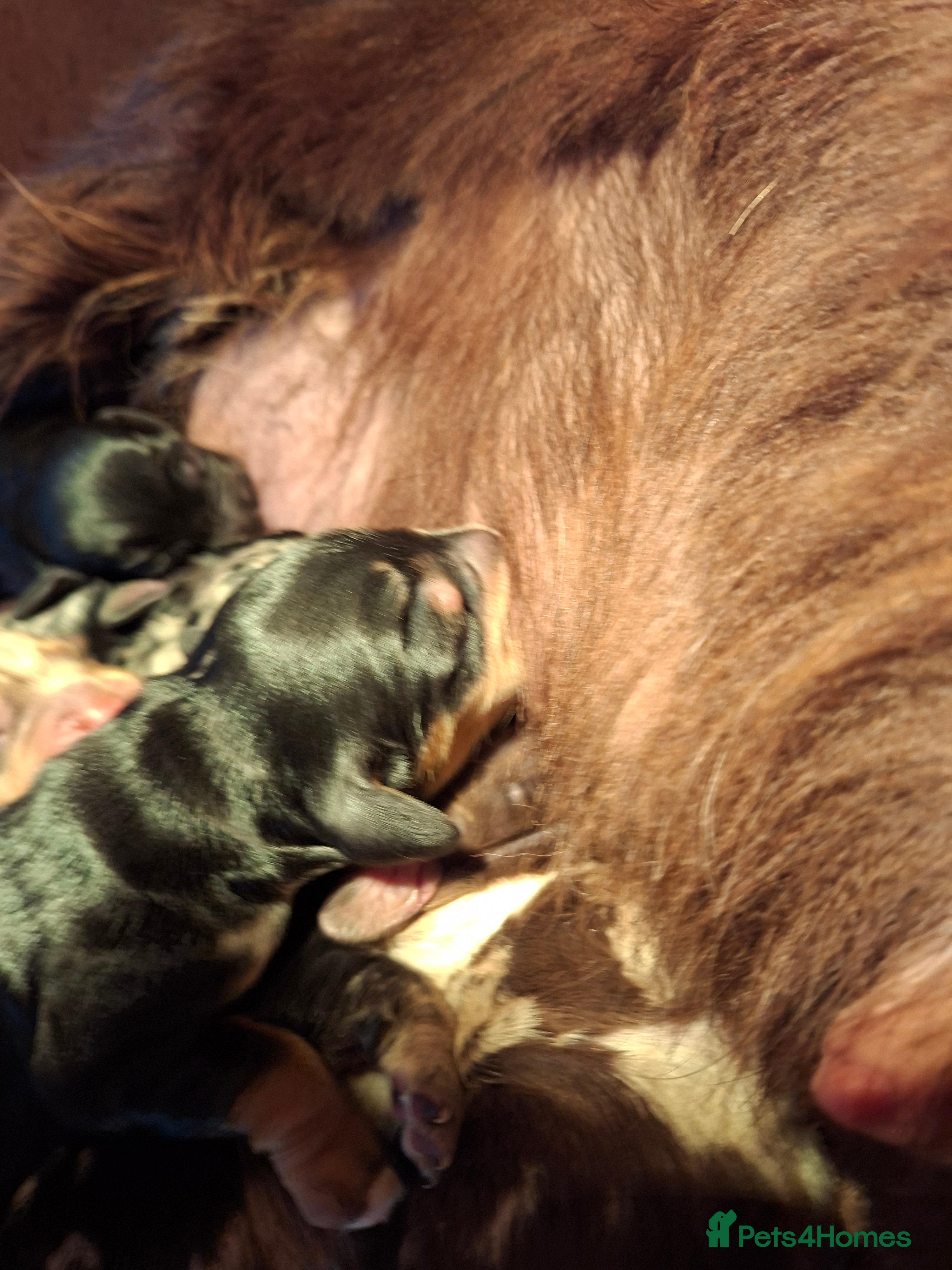 Cocker Spaniel dogs Cocker spaniel pups - Advert 6