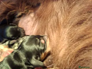 Cocker Spaniel dogs Cocker spaniel pups - Advert 6