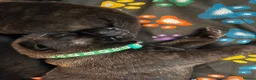 German Shepherd dogs for sale: beautiful shepkita puppies  - Advert 21