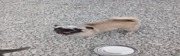 Pug dogs for sale: KC Registered Female Merle Pug Carries Pink - Advert 2