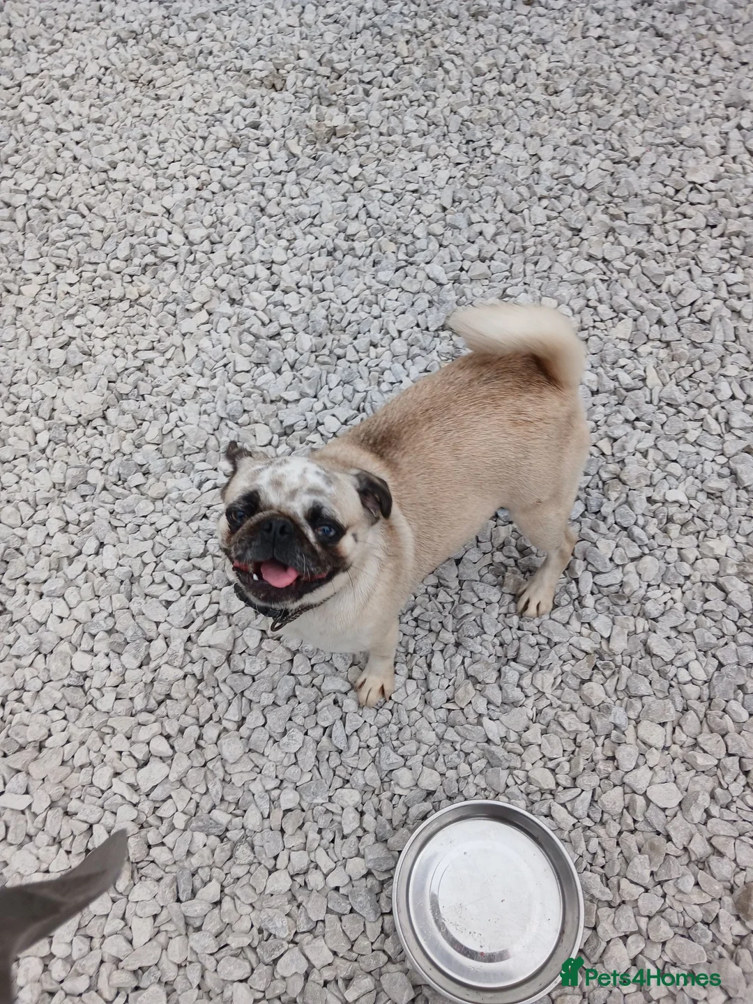 Pug dogs for sale: KC Registered Female Merle Pug Carries Pink - Advert 2