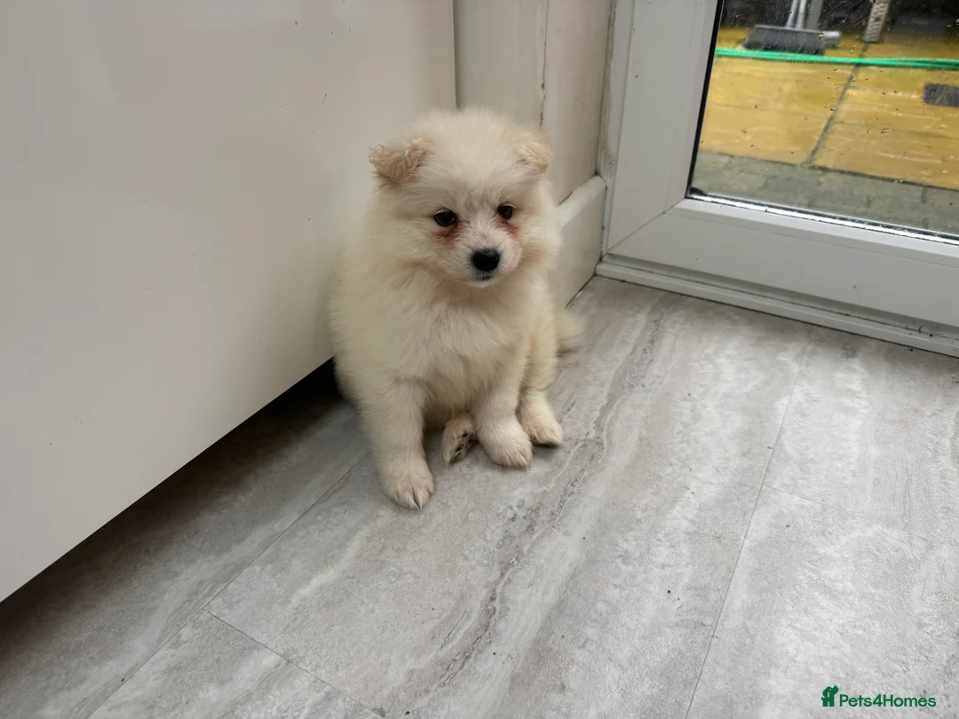 Samoyed dogs for sale: Samoyed Puppies - Advert 3