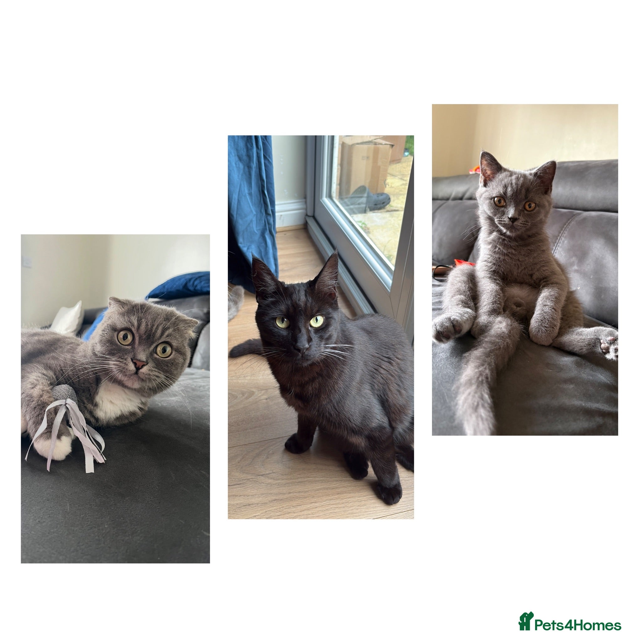 British Shorthair cats 2 Adult Cats / 1 kitten for sale - Advert 12