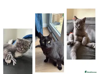 British Shorthair cats 2 Adult Cats / 1 kitten for sale - Advert 4