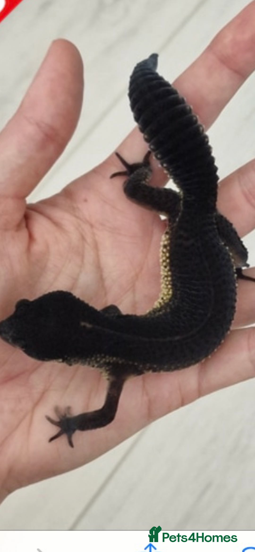 Leopard Gecko reptiles for sale: 3 x pure black night leopard geckos - Advert 10
