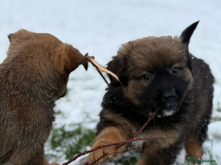Mixed Breed dogs Bernese Mountain Dog/German Shepherd - Advert 6