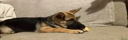 German Shepherd dogs for sale: 6 Month old KC Female German Shepard in Kingswinford - Advert 1