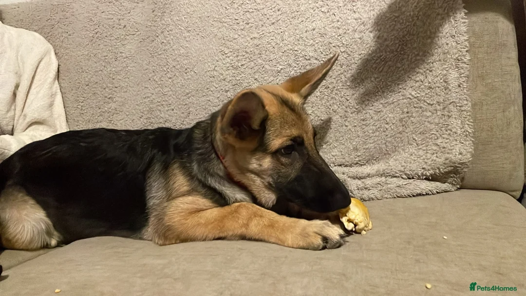 German Shepherd dogs for sale: 6 Month old KC Female German Shepard in Kingswinford - Advert 1