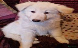 German Shepherd dogs for sale: Lovely long coated German Shepherd Puppies  - Image 1