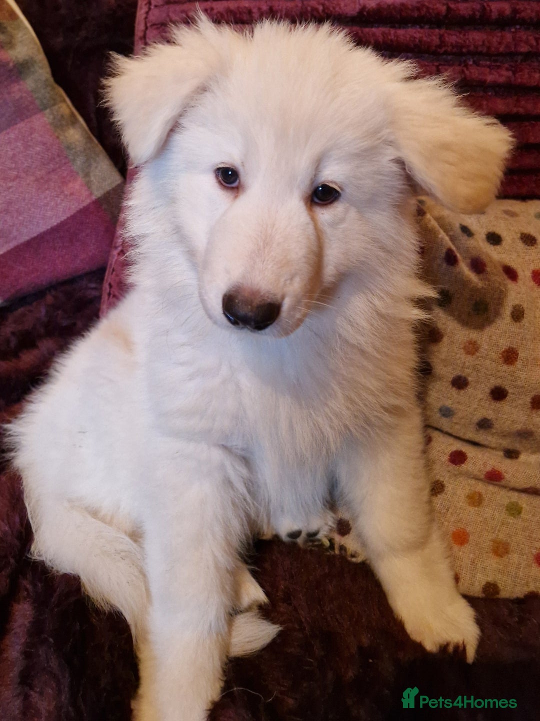 German Shepherd dogs for sale: Lovely long coated German Shepherd Puppies  - Image 1