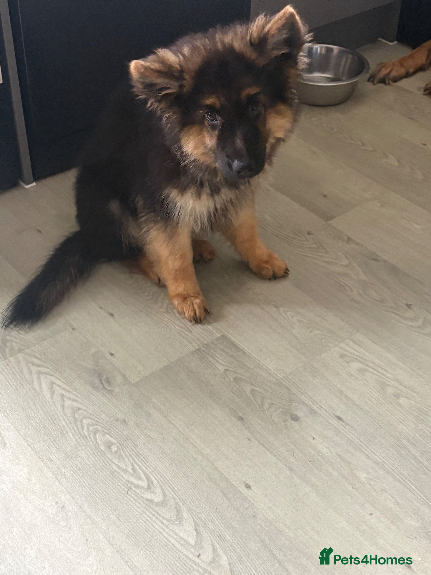 German Shepherd dogs for sale: Cracking 4 month old German kc Shepherd boy - Advert 1