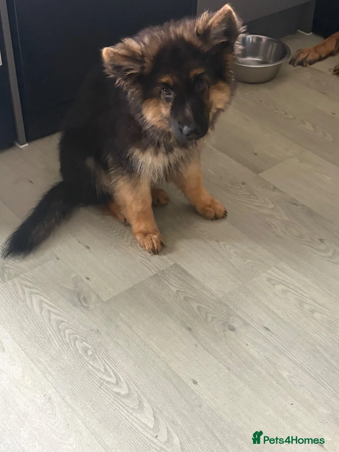 German Shepherd dogs for sale: Cracking 4 month old German kc Shepherd boy - Advert 1