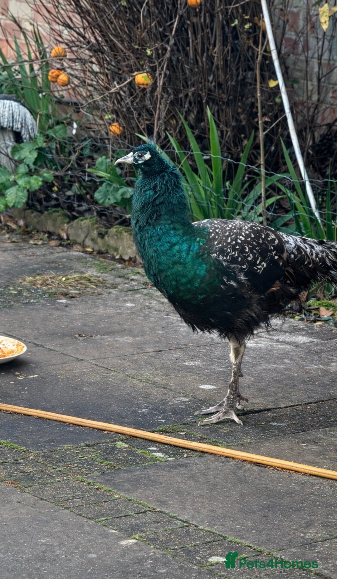 Peafowl poultry for sale: Peacock Peafowl 🦚  - Advert 1