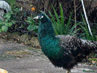 Peafowl poultry Peacock Peafowl 🦚 - Advert 1