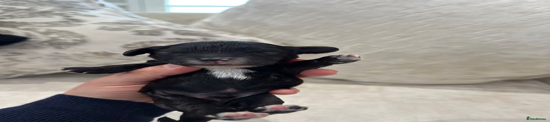 Green collar Black/brown boy with white chest 