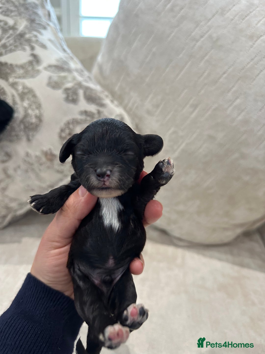 Cavapoo dogs for sale: F1 cavapoo puppies heath tested  - Image 37