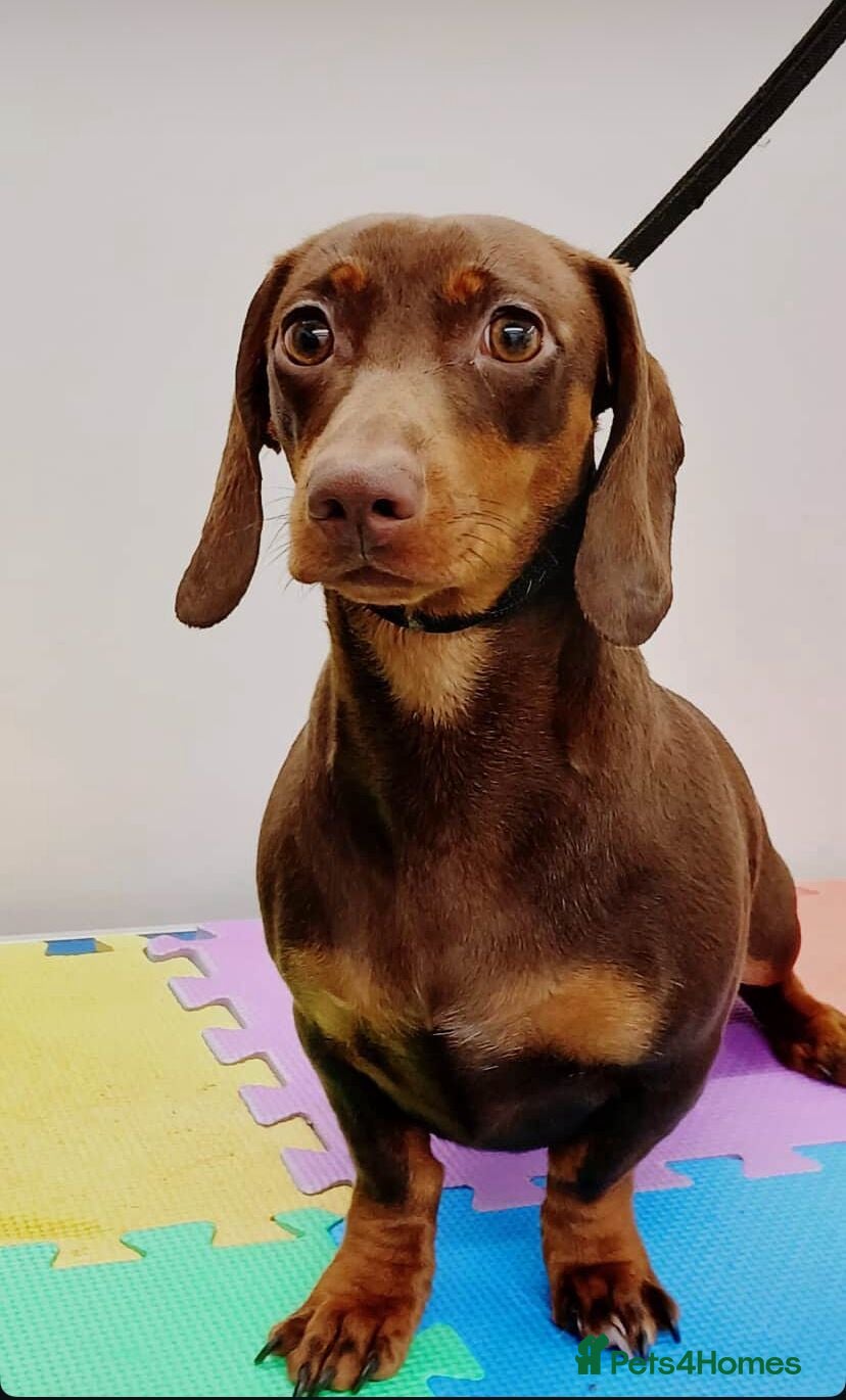 Dachshund dogs Gorgeous Black and Tan daxie puppies  - Advert 3