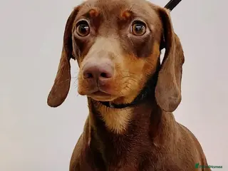 Dachshund dogs Gorgeous Black and Tan daxie puppies - Advert 3