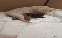 Mixed Breed dogs for sale: 5 Beautiful Cavapoo / Cockapoo puppies  - Image 7