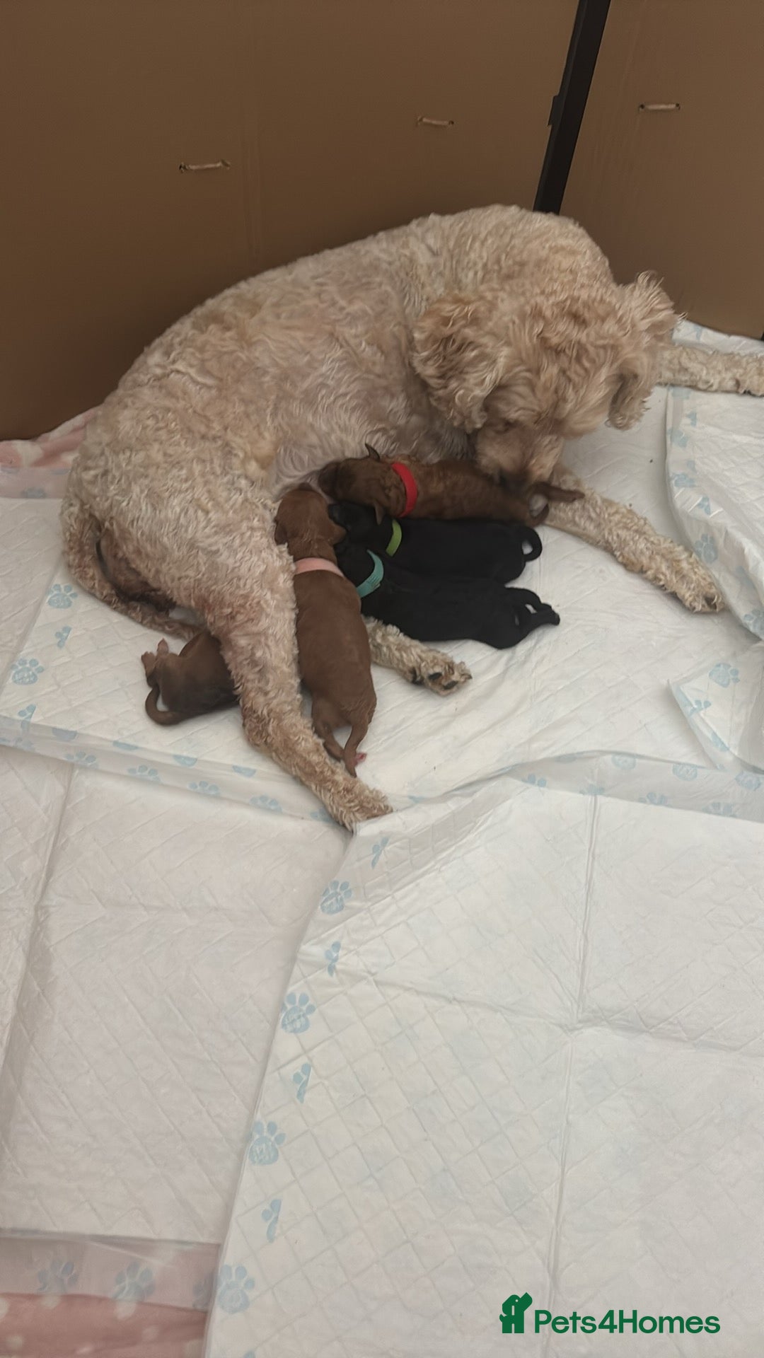 Mixed Breed dogs for sale: 5 Beautiful Cavapoo / Cockapoo puppies  - Image 7