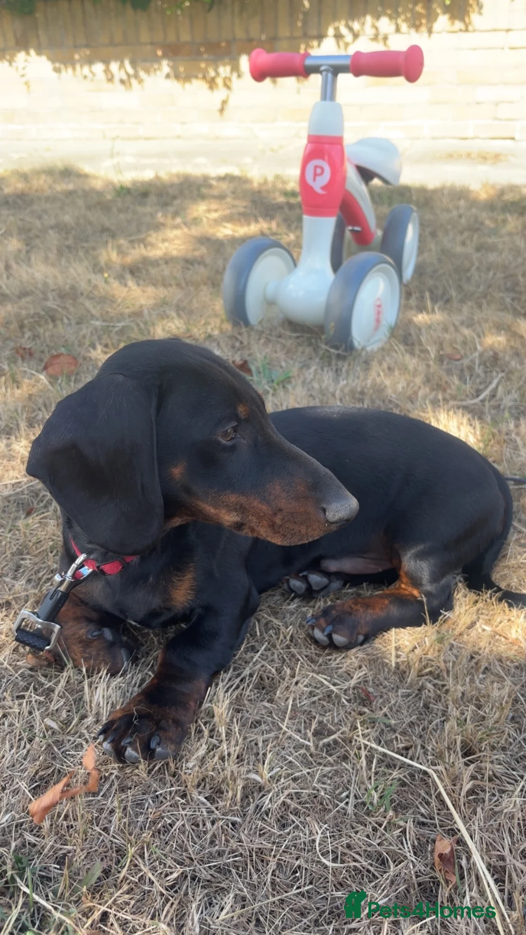 Dachshund dogs for sale: Rehoming Bruno - Advert 2