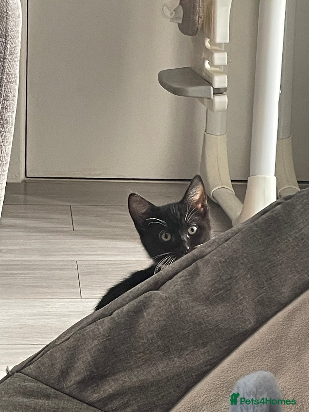 Mixed Breed cats for sale: Female kitten needing forever home Free - Advert 7