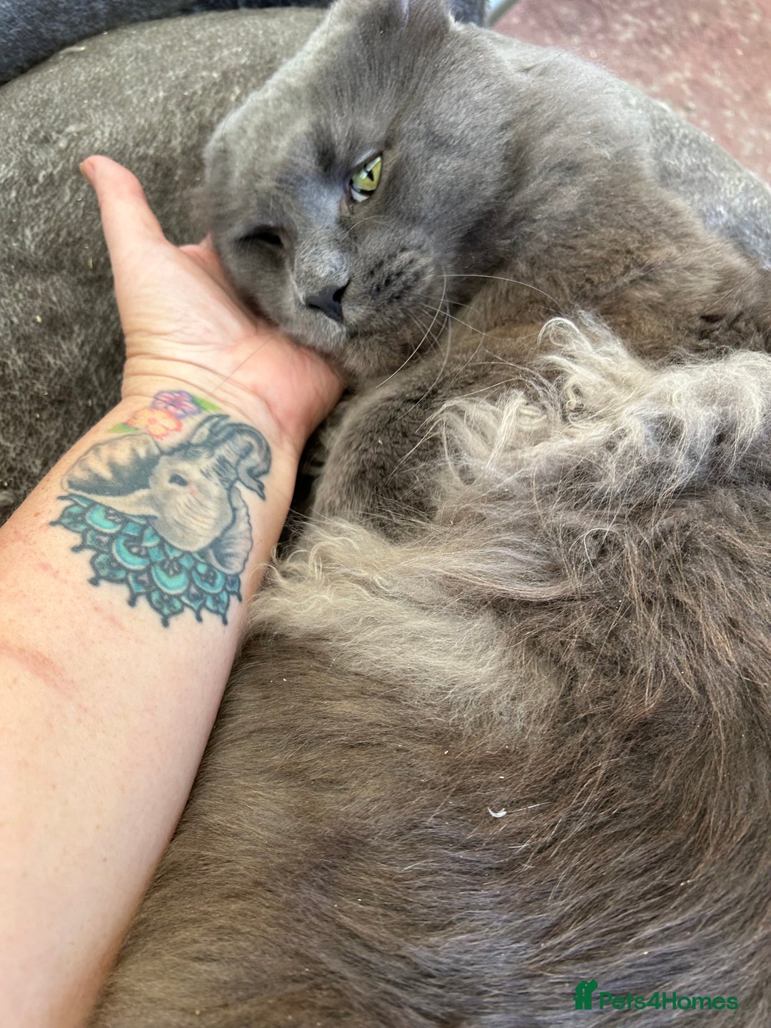 Maine Coon cats for sale: Beautiful GCCF reg Mainecoon kittens available  - Image 10