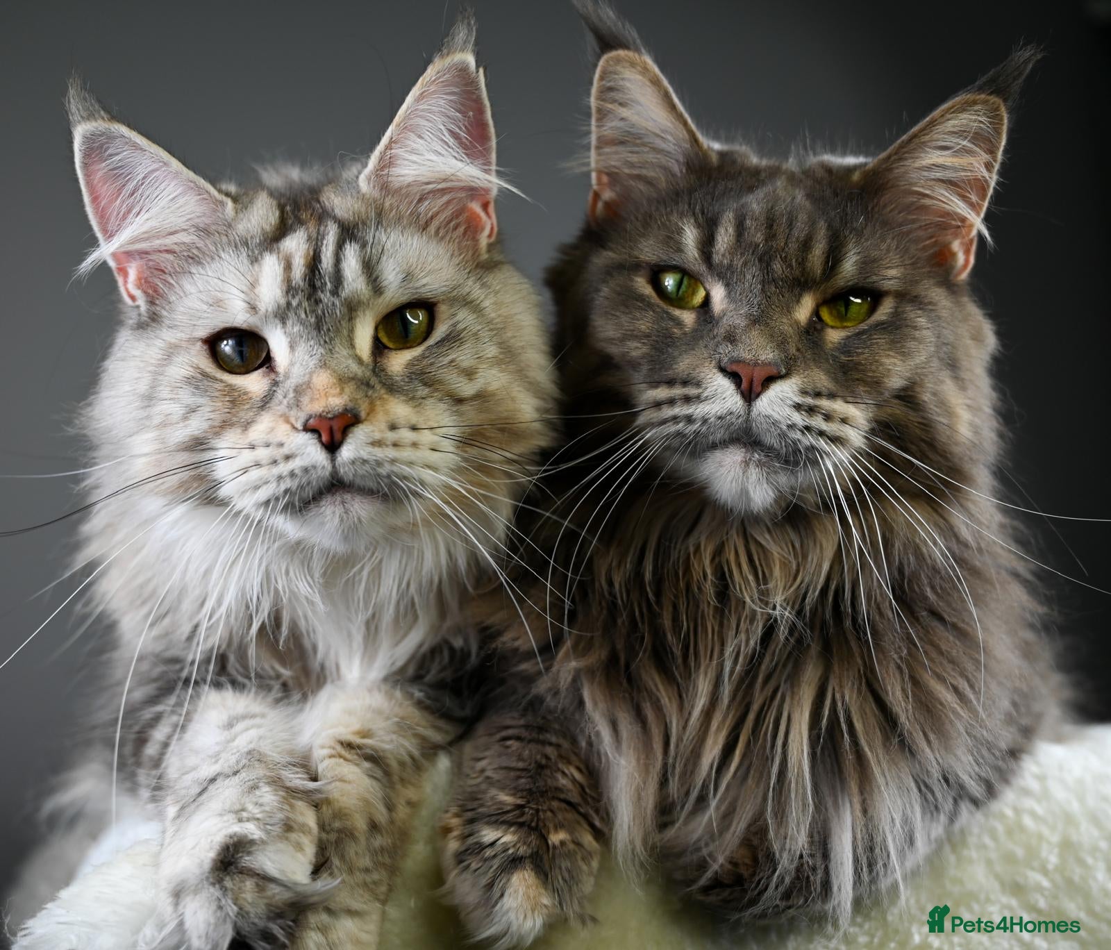 Maine Coon cats Mother & Daughter (Must leave together) - Advert 1