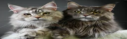 Maine Coon cats for sale: Mother & Daughter (Must leave together) - Advert 1