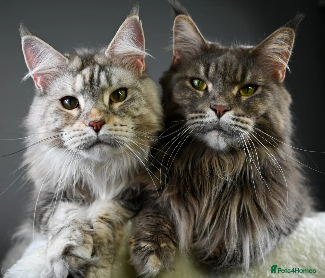 Maine Coon cats for sale: Mother & Daughter (Must leave together) - Advert 1