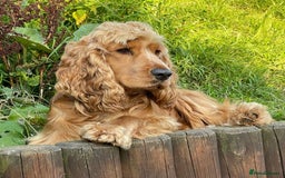 Cocker Spaniel dogs for sale: Waiting list open! KC reg Cocker Spaniel pups - Image 7