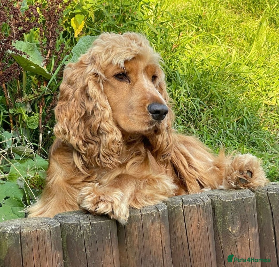 Cocker Spaniel dogs for sale: Waiting list open! KC reg Cocker Spaniel pups - Image 7