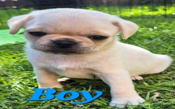 Pug dogs for sale: 3rd generation pug puppies  - Image 3