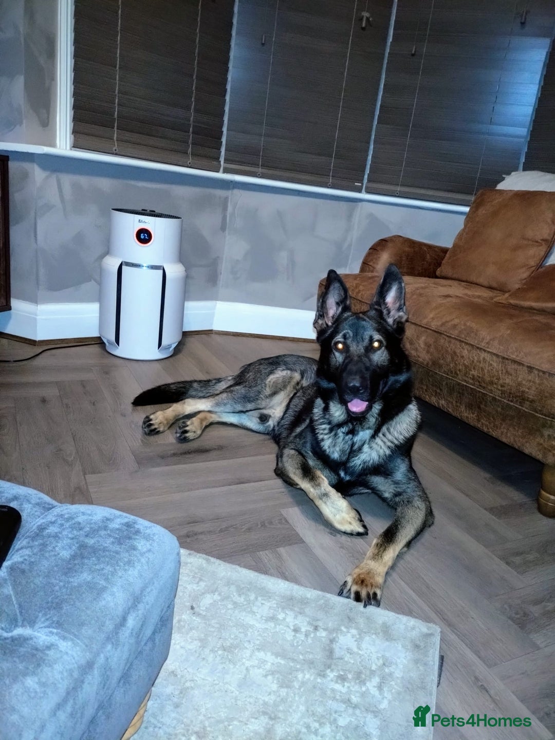 German Shepherd dogs for stud: Czech 🇨🇿 line german shepherd straight back stud - Image 3