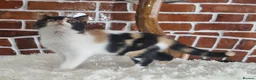 British Shorthair cats for sale: Tica Reg British Shorthair kittens Champion Lines - Advert 18