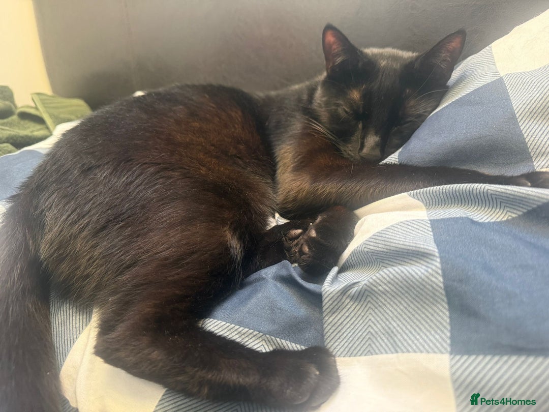 British Shorthair cats for sale: Black British Shorthair - Advert 2