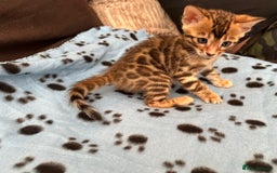 Bengal cats for sale: TICA Bengal kittens for sale . 🐱 - Image 20