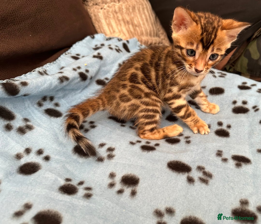 Bengal cats for sale: TICA Bengal kittens for sale . 🐱 - Image 20