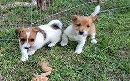 Jack Russell dogs for sale: Pure Jack Russell puppies - Image 25