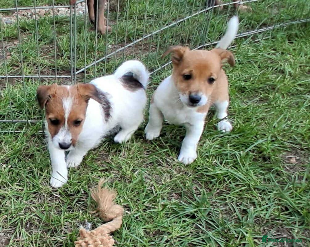 Jack Russell dogs for sale: Pure Jack Russell puppies - Image 25