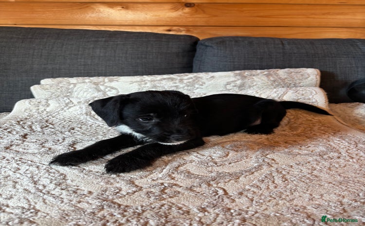 Patterdale Terrier dogs - Advert 1