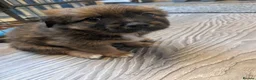 Mixed Breed dogs for sale: Cavajack x Pomeranian puppies  in Dereham - Advert 19