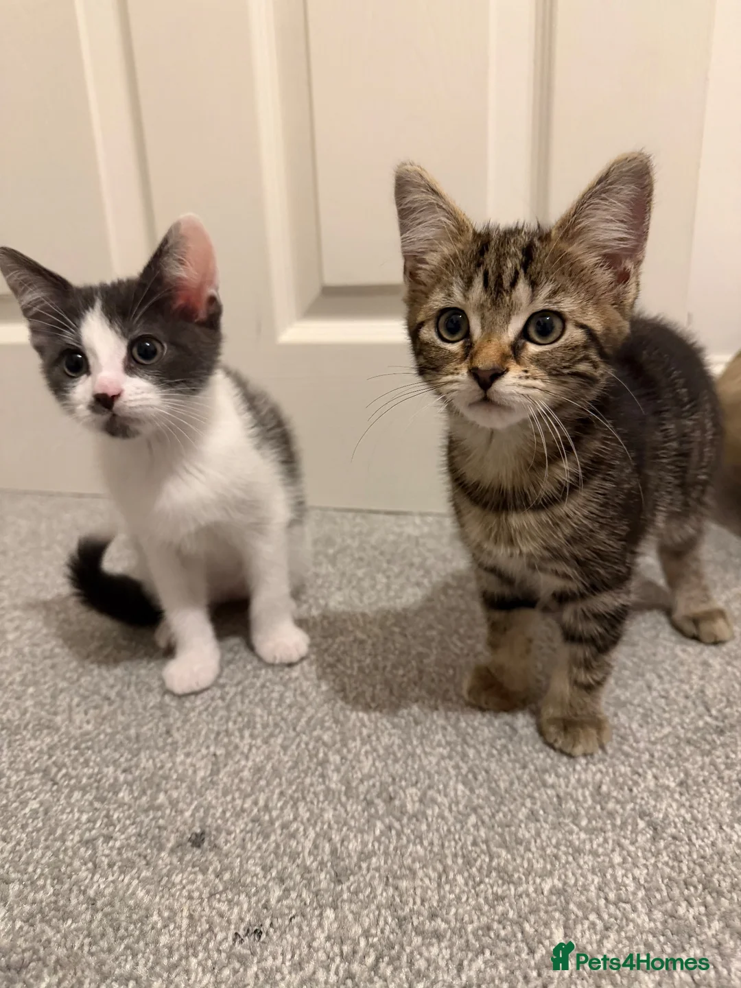 Mixed Breed cats for sale: Male and Female Kittens ready for Forever home  in Shipley - Advert 1