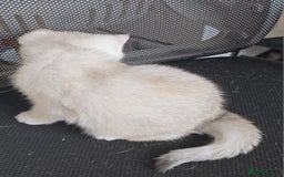 British Shorthair cats for sale: Scottish Straight 2 month old girl - Advert 3