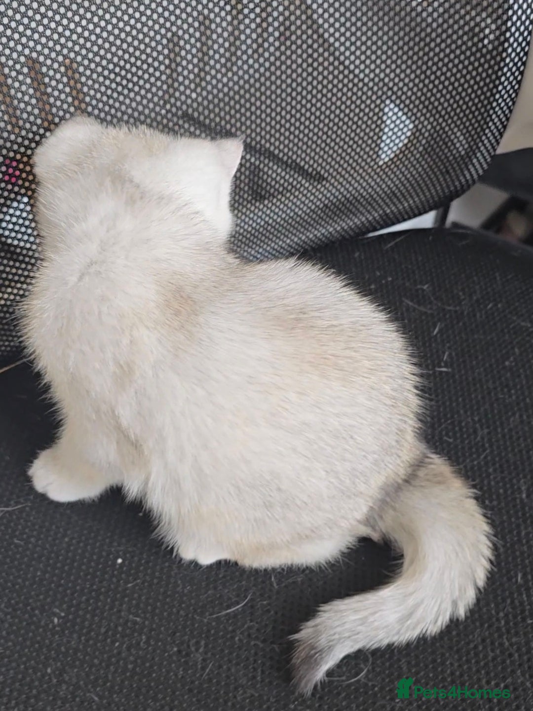 British Shorthair cats for sale: Scottish Straight 2 month old girl - Advert 3