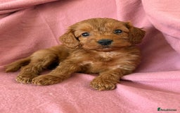 Cockapoo dogs for sale: Beautiful fox red cockapoo - Image 10