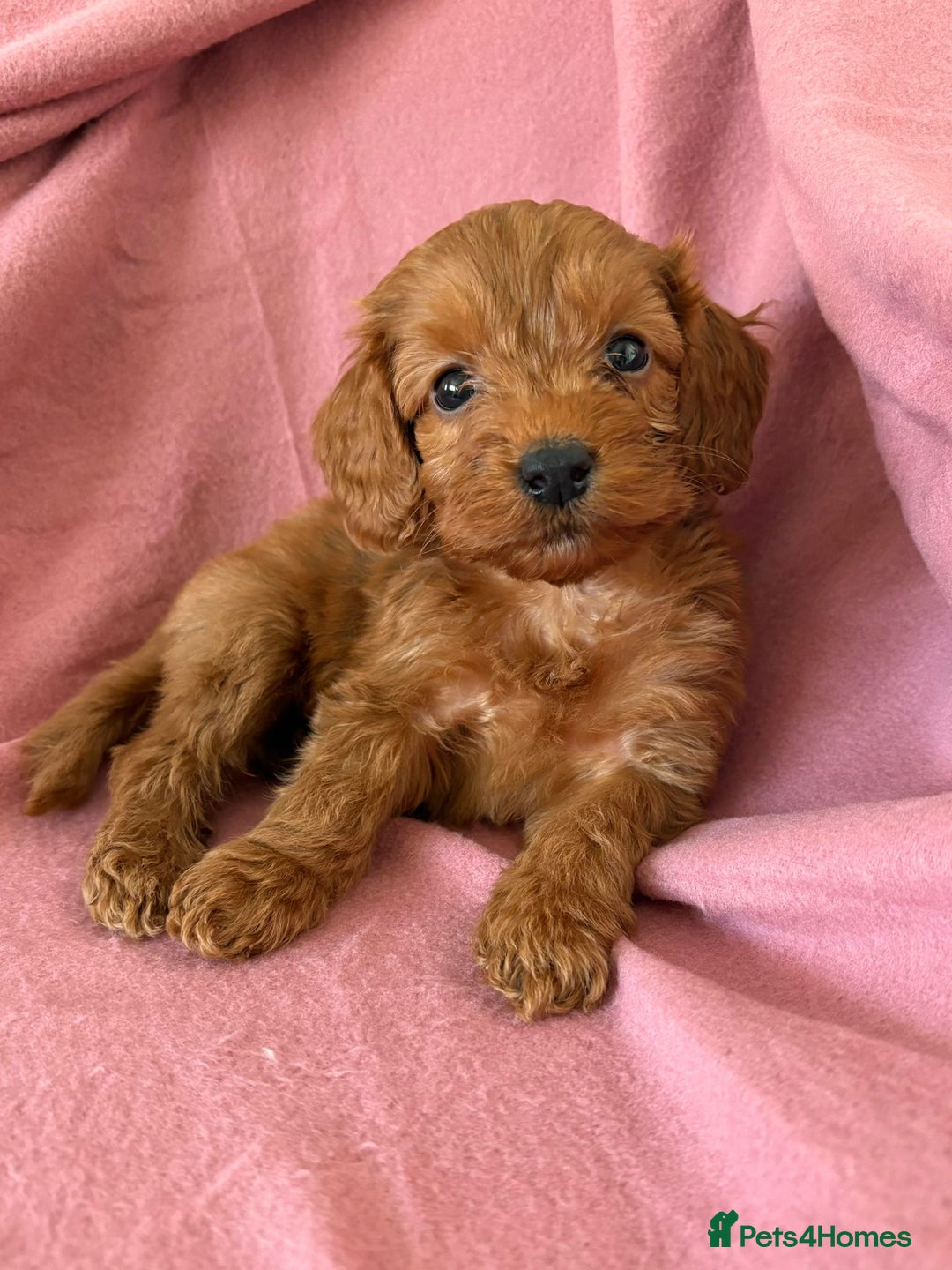 Cockapoo dogs for sale: Beautiful fox red cockapoo - Image 10