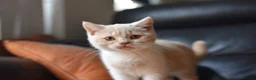 British Shorthair cats for sale: Gccf reg British Shorthair - Ready Now - Advert 2